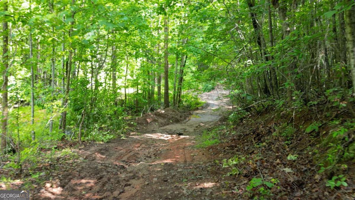 8872 Conners Road Villa Rica, GA 30180 - Photo 18 of 20 a view of a forest with lots of trees