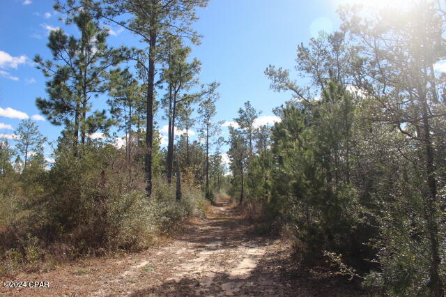 5015 Northwest County Road 274 Altha, FL 32421 - Photo 8 of 15