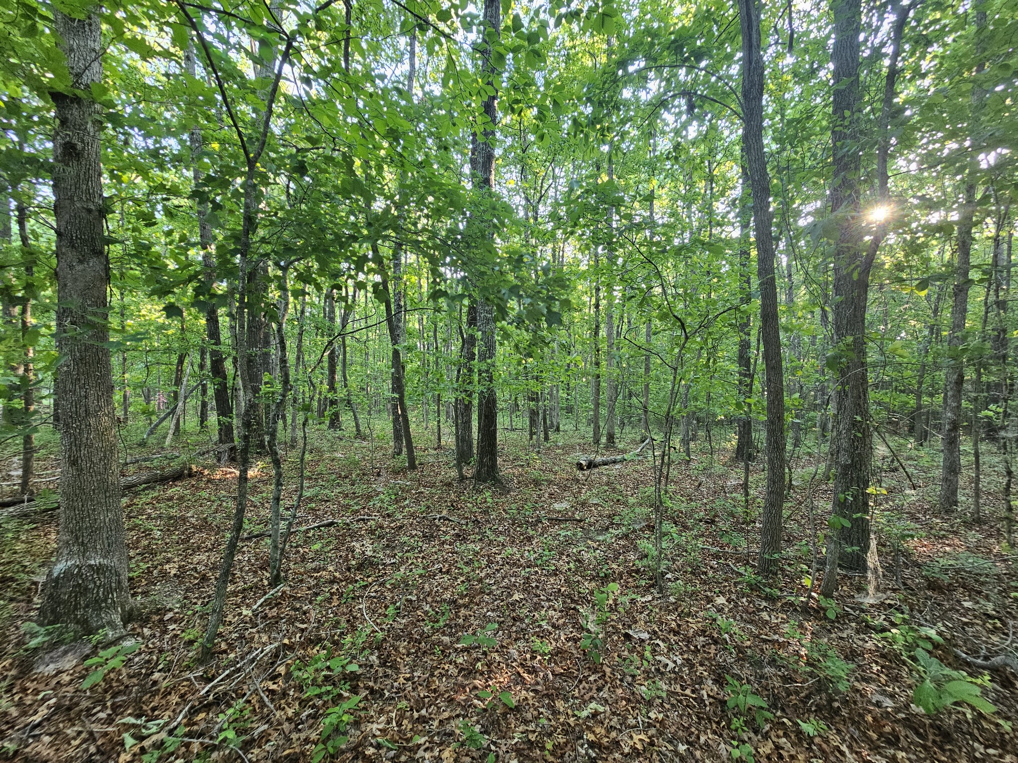 10 Griswold Road Altamont, TN 37301 - Photo 20 of 35 a view of outdoor space with lots of trees