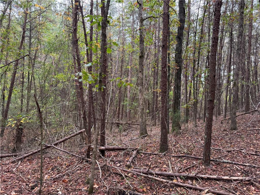 0 Cagle Road Southeast Fairmount, GA 30139 - Photo 6 of 7 a view of a forest