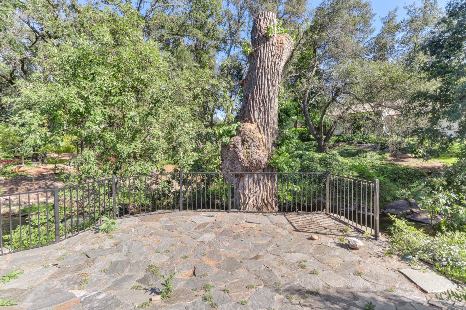 4330 Cavitt Stallman Road Granite Bay, CA 95746 - Photo 62 of 85 a view of a yard with plants and trees