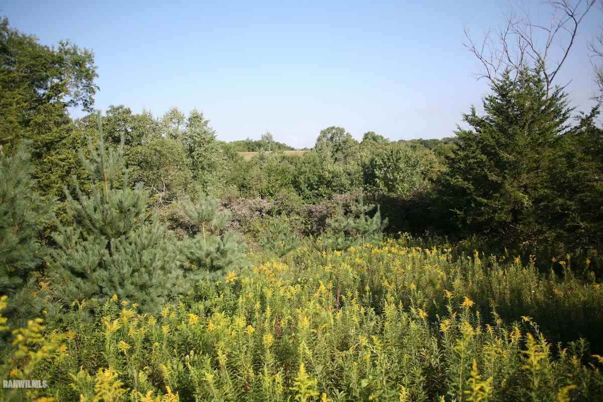 8011 Haas Road Savanna, IL 61074 - Photo 34 of 36 a view of a bunch of trees and bushes