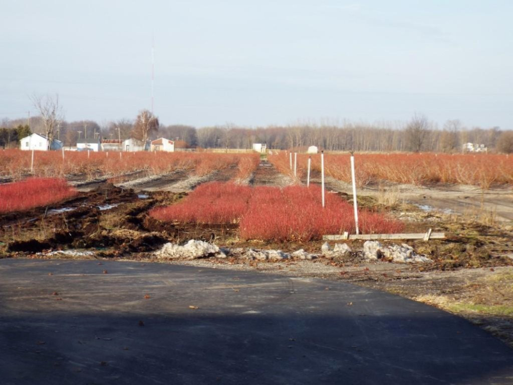 3967 Ensley Road Ravenna, MI 49451 - Photo 29 of 63 Field New Plants