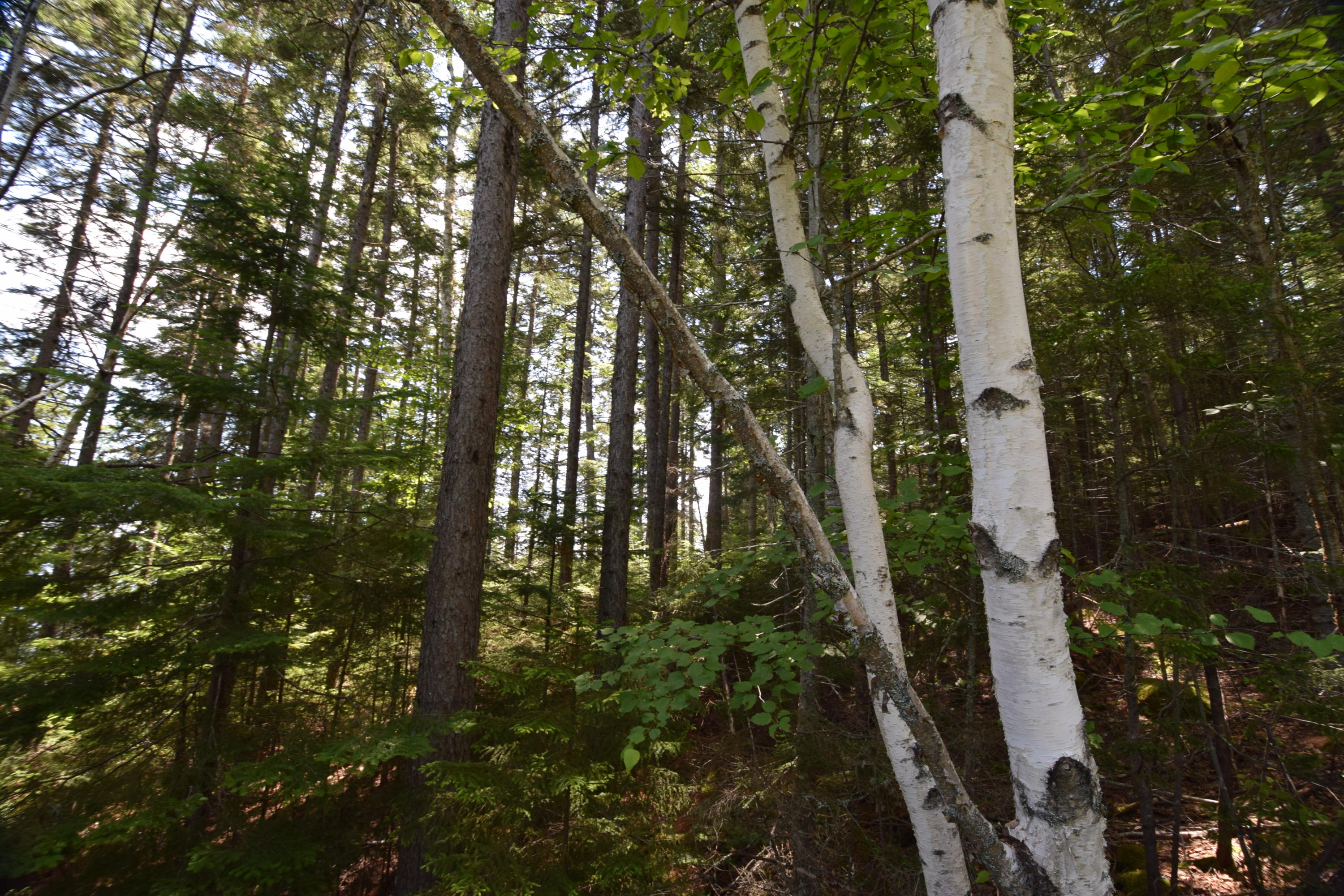 Lot 2 Boulder Road Danforth, ME 04424 - Photo 20 of 23 Wooded lot offers privacy