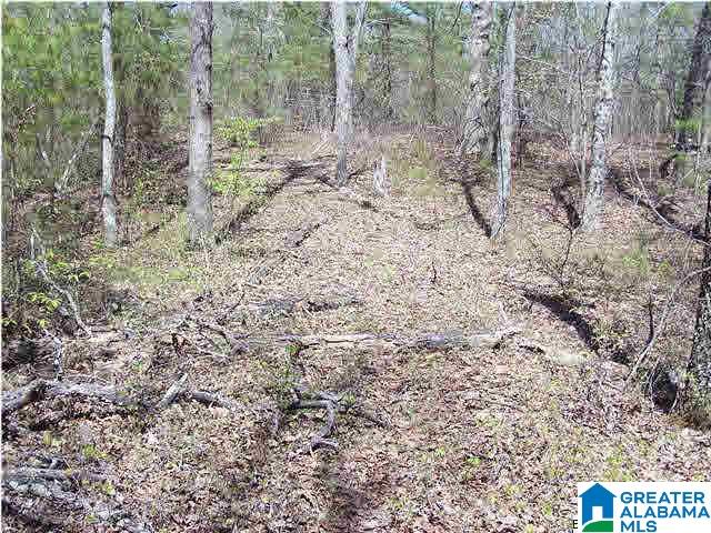 0 Homestead Lane Remlap, AL 35133 - Photo 18 of 23