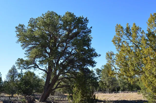 a view of tree covered with tall trees