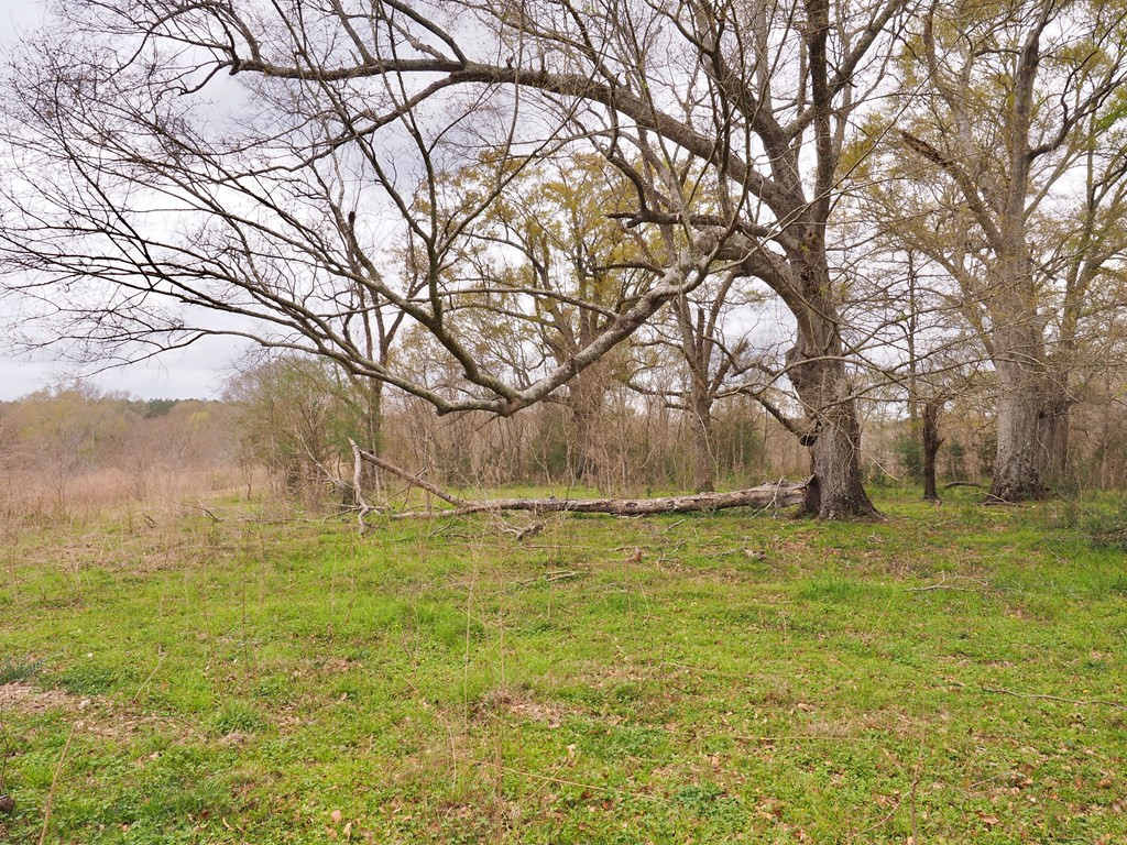1111 Knoxo Road Tylertown, MS 39667 - Photo 15 of 34 Photo 15