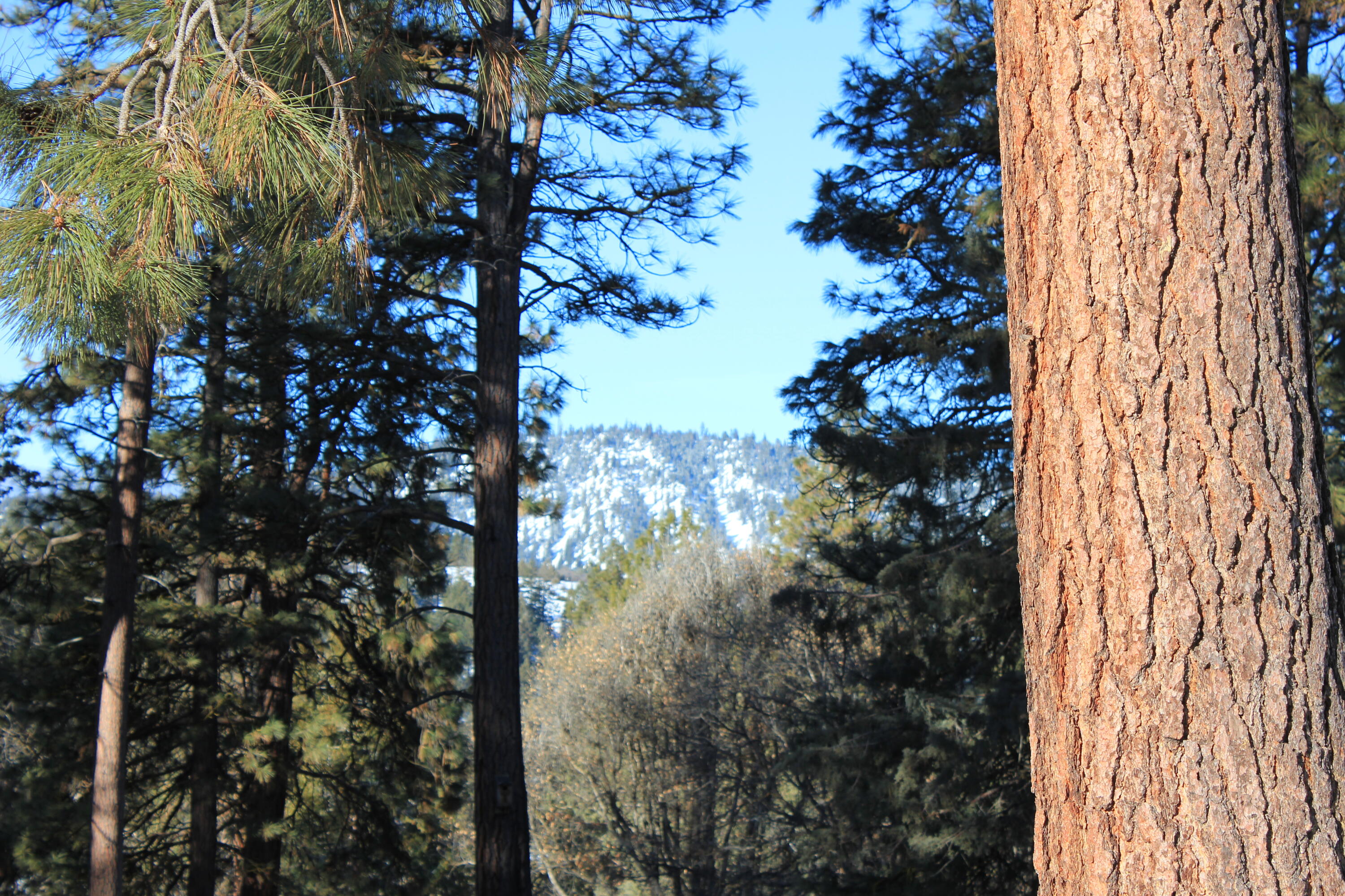 Lot 165 Kestrel Road Klamath Falls, OR 97601 - Photo 24 of 28 Center tree out to mountains 2