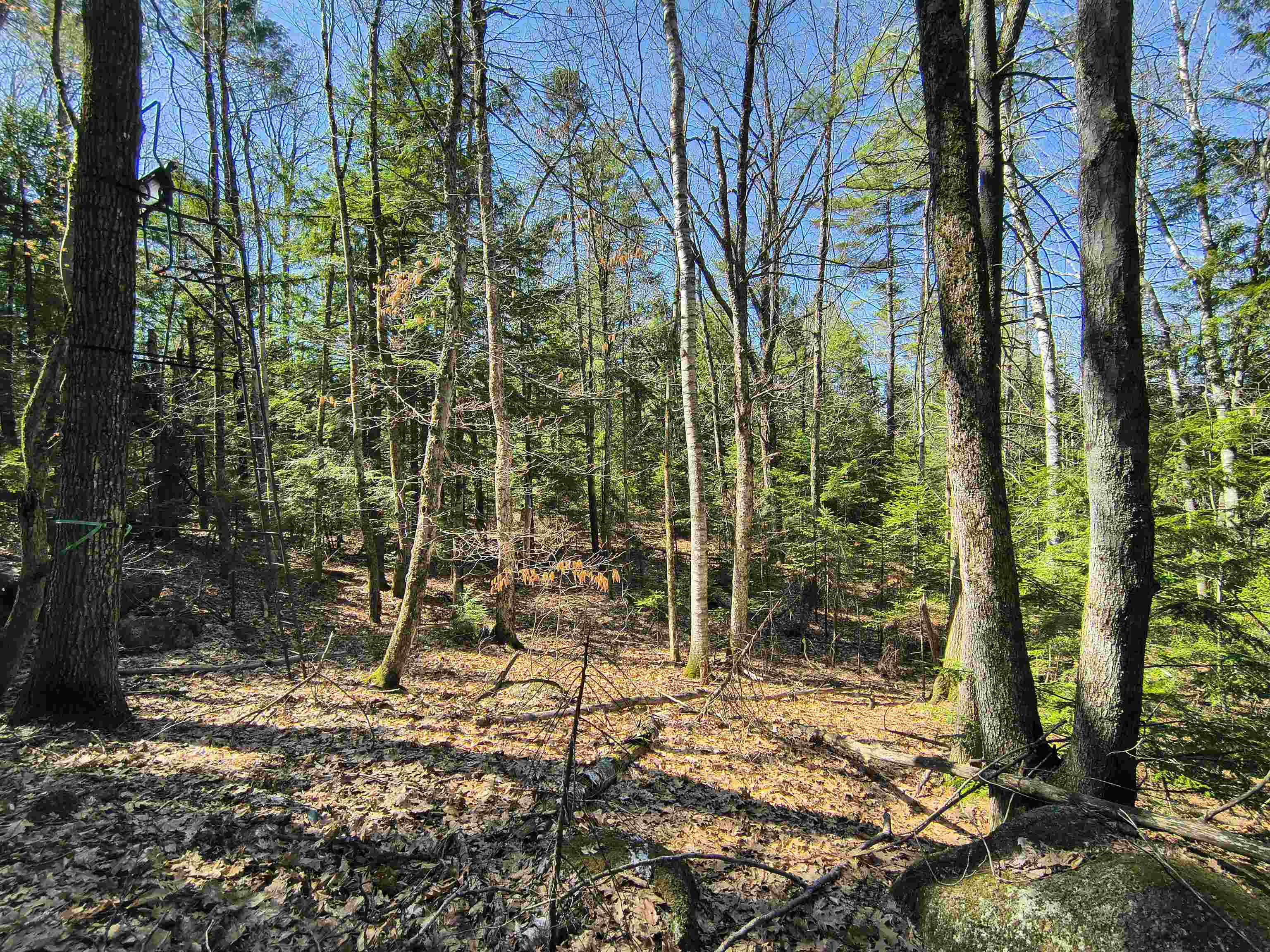 0 Littlefield Road Danbury, NH 03230 - Photo 9 of 15 Gallery Image 9