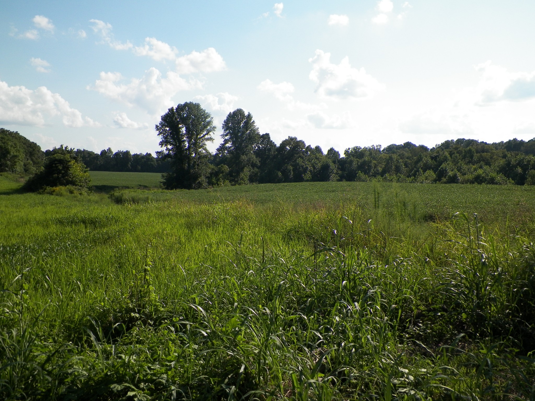 651 Driver Hill Road Lafayette, TN 37083 - Photo 4 of 5 Gallery Image 4