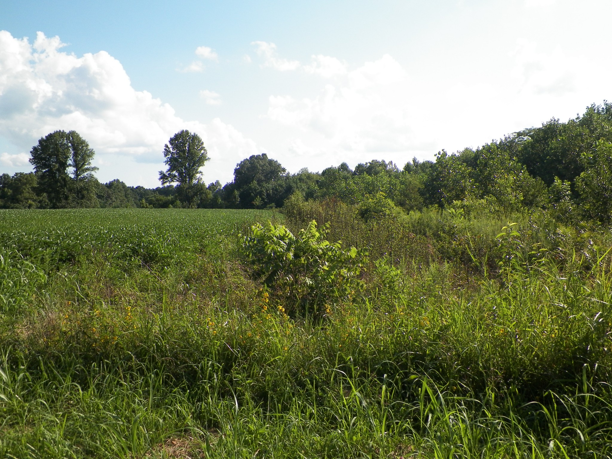 651 Driver Hill Road Lafayette, TN 37083 - Photo 5 of 5 Gallery Image 5