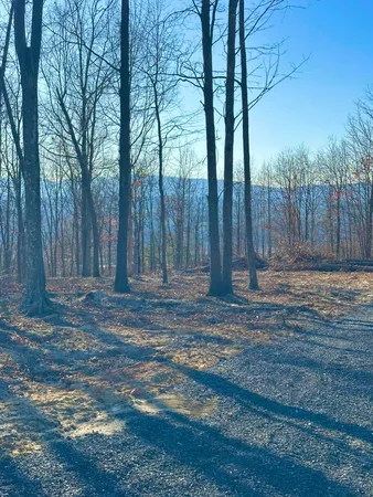 a view of a backyard with trees