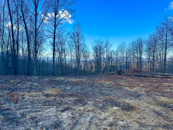 a view of a backyard with large trees