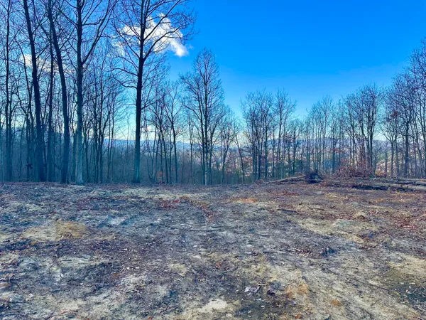 a view of a backyard with large trees