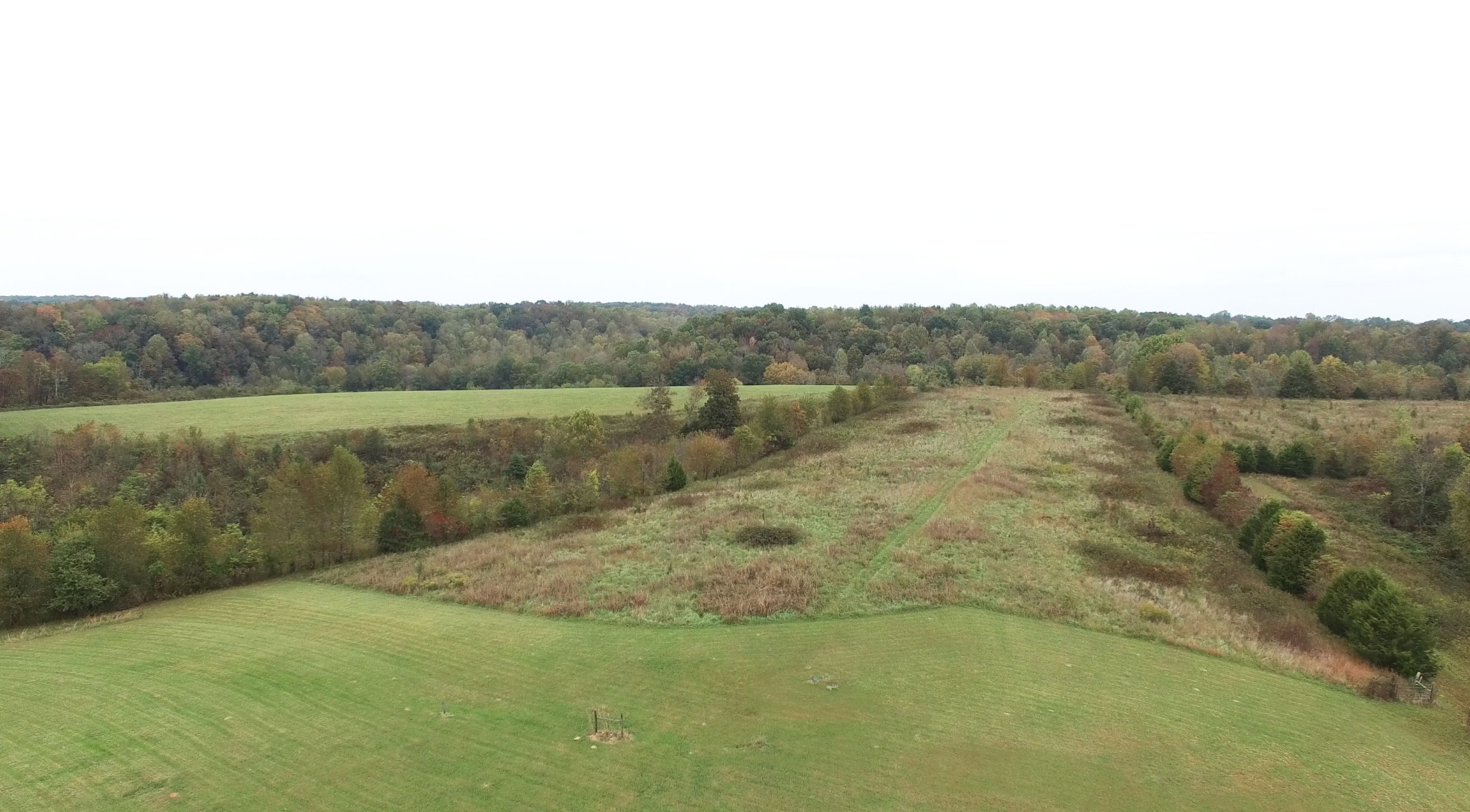 585 Blooming Grove Road Pulaski, TN 38478 - Photo 41 of 41 a view of a dry yard with trees