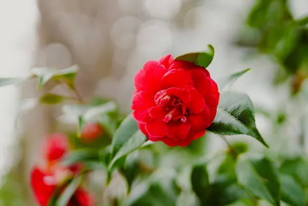 $888,888 | 938 Clark Avenue, Unit 50, Mountain View, CA 94040