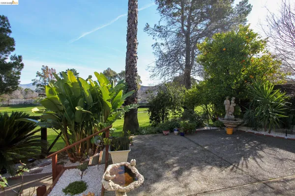 a plant is in front of a yard