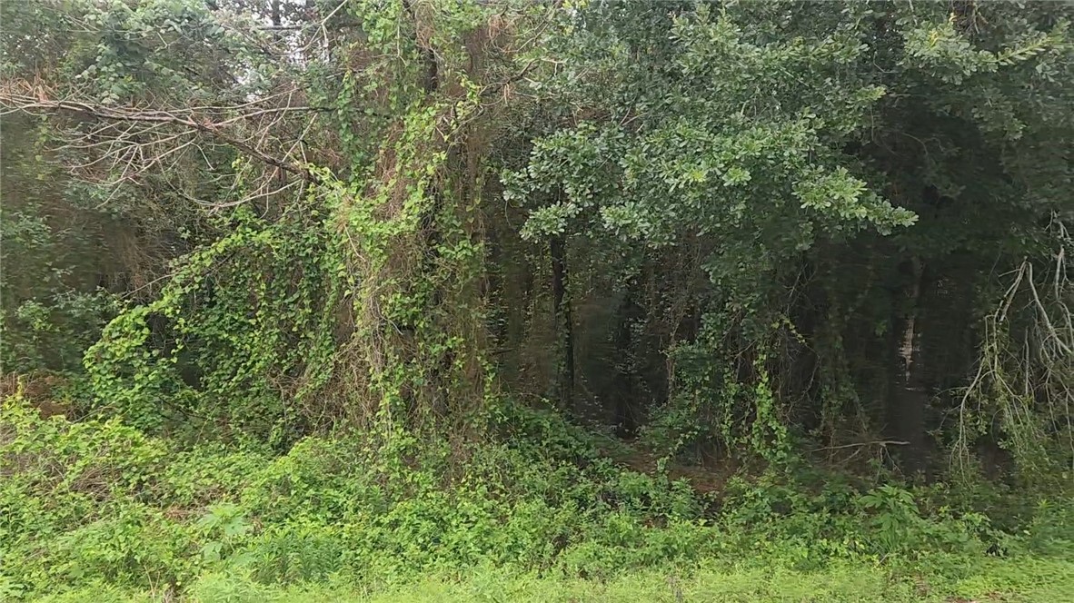 Lot 61 Greenfield Road Hempstead, TX 77445 - Photo 6 of 17 a view of a forest with a tree