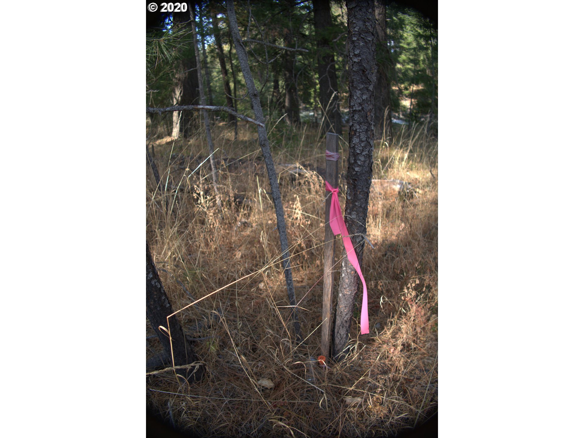 Little Mtn Road Trout Lake, WA 98650 - Photo 20 of 20 Gallery Image 20