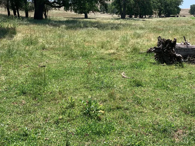a view of a lush green forest