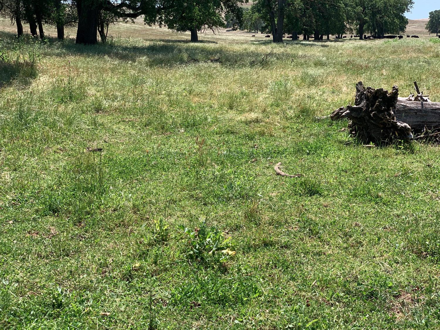 14774 Milton Road Valley Springs, CA 95252 - Photo 5 of 43 a view of a lush green forest