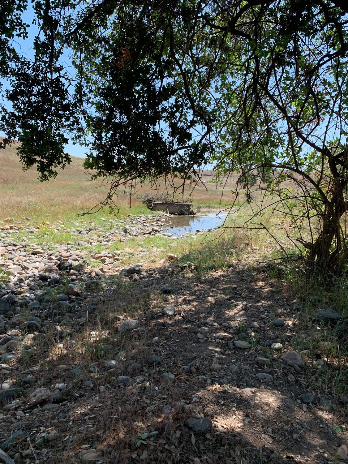 14774 Milton Road Valley Springs, CA 95252 - Photo 6 of 43 a view of a yard with lots of trees
