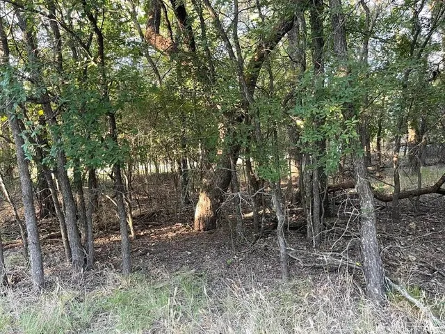 a view of a tree with a tree