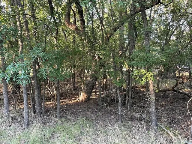 a view of a lush green forest with lots of trees