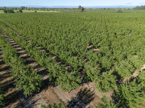 $1,650,000 | 11270 Craig Road, Live Oak, CA 95953