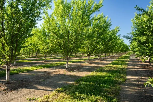 $1,650,000 | 11270 Craig Road, Live Oak, CA 95953