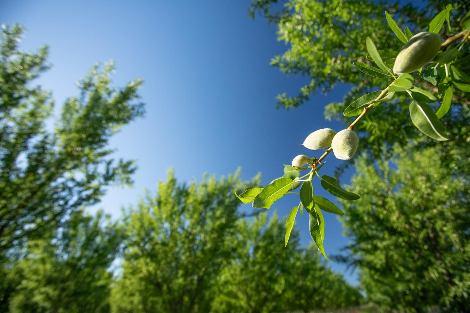 11270 Craig Road Live Oak, CA 95953 - Photo 80 of 86