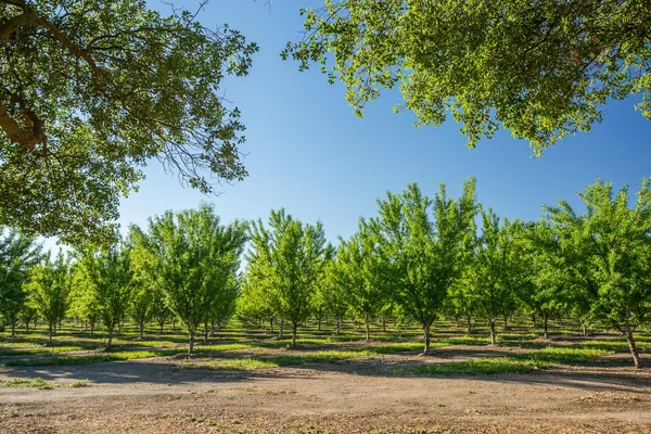 $1,650,000 | 11270 Craig Road, Live Oak, CA 95953