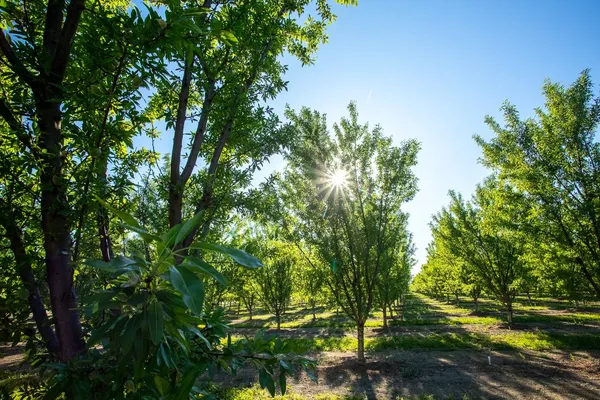 $1,650,000 | 11270 Craig Road, Live Oak, CA 95953