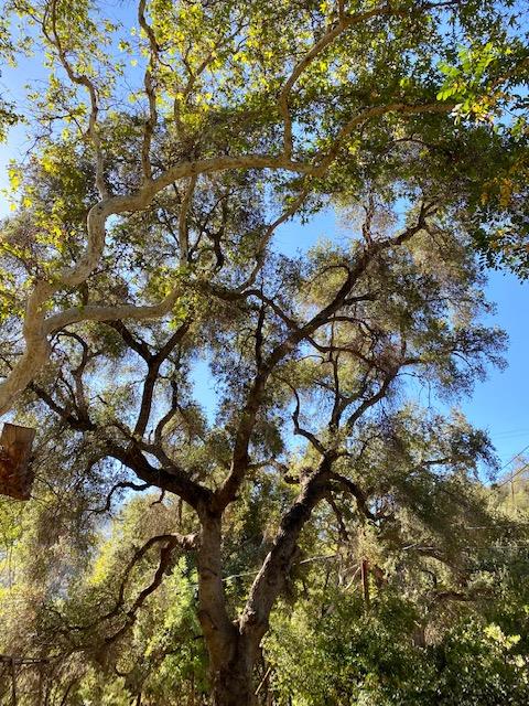 47575 Arroyo Seco Road, Unit 53 Greenfield, CA 93927 - Photo 21 of 21 a picture of tree