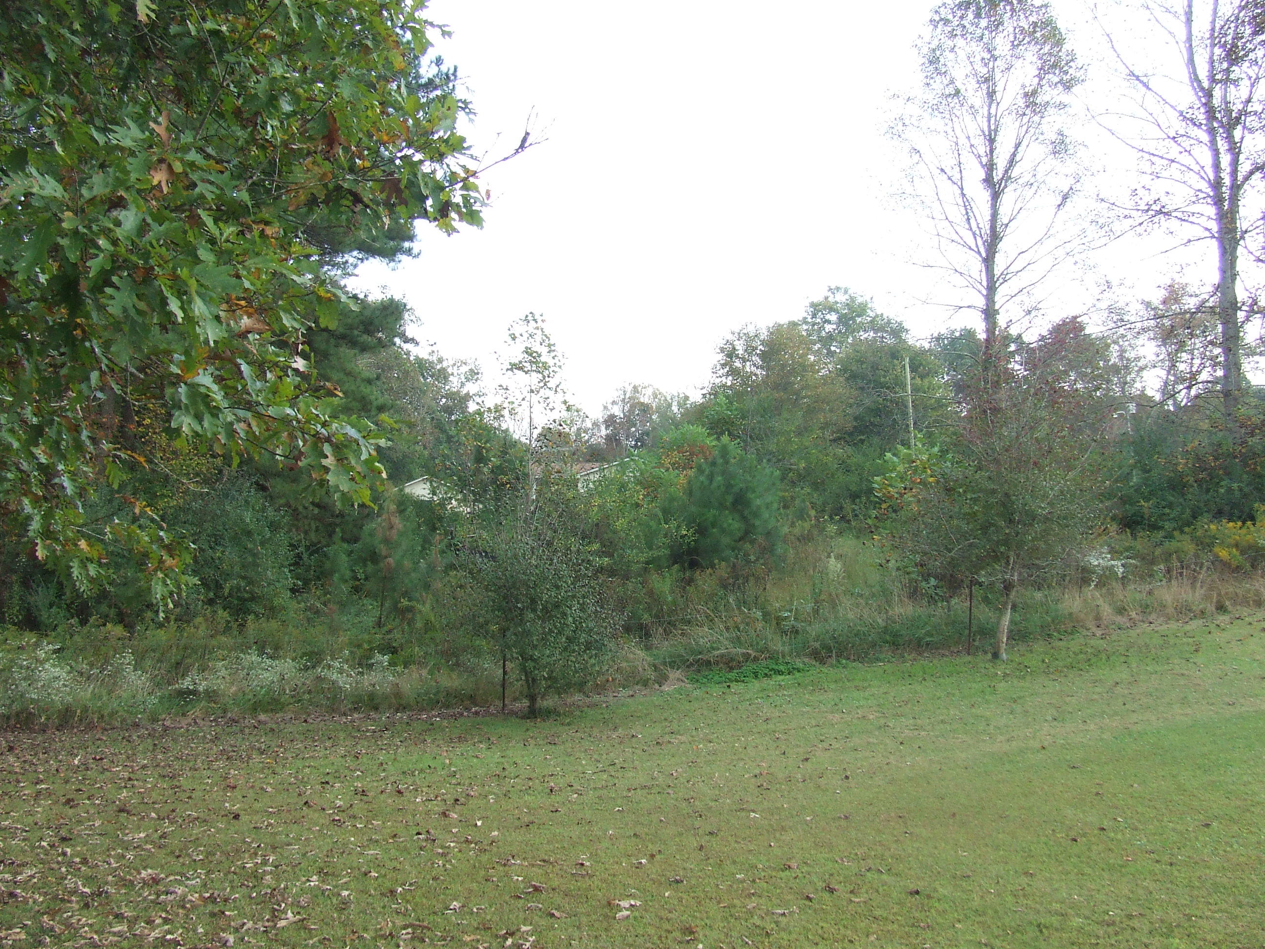 Tbd Walt Reed Road Grandview, TN 37337 - Photo 4 of 7 tbd (5)