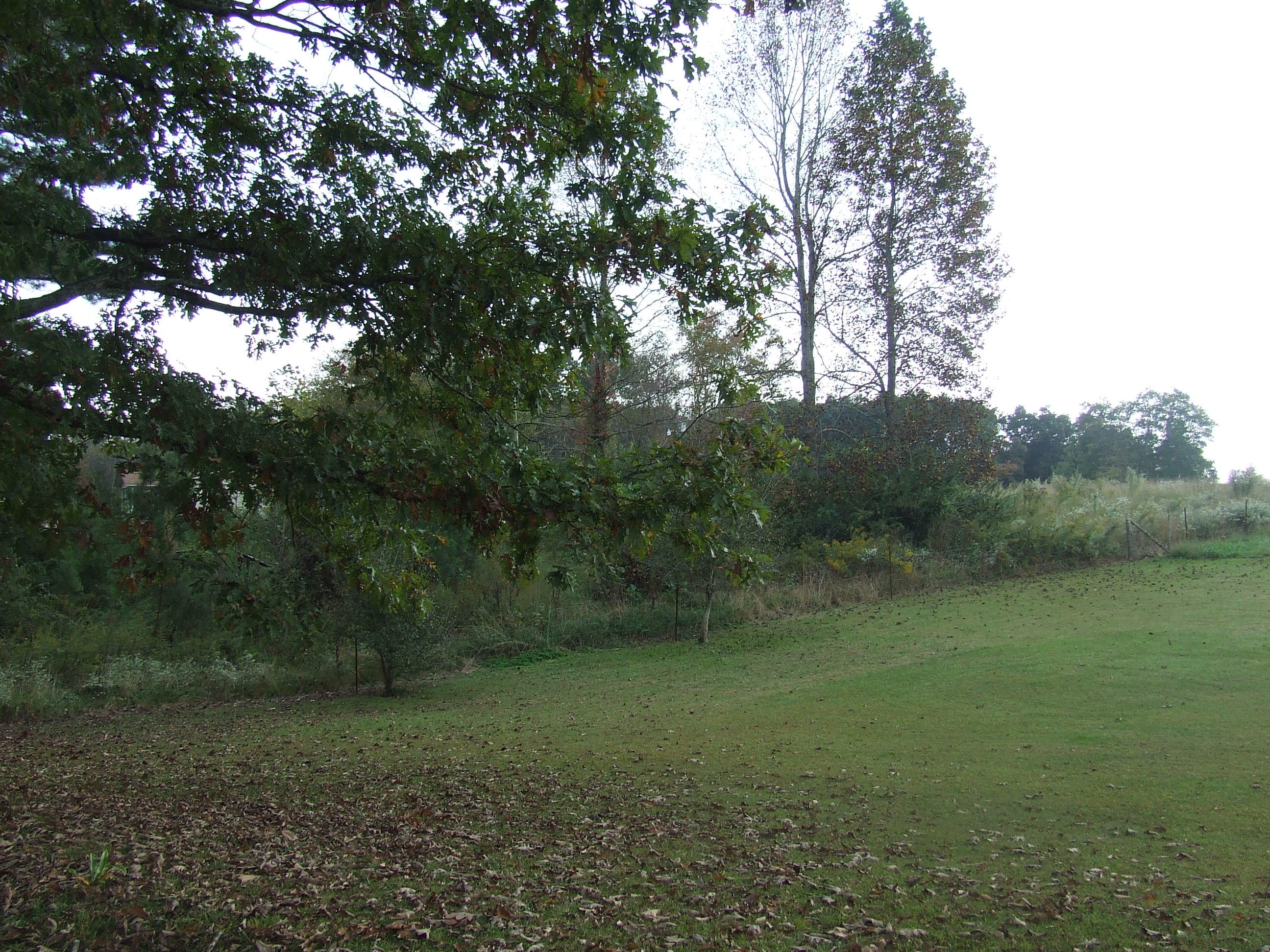 Tbd Walt Reed Road Grandview, TN 37337 - Photo 6 of 7 tbd (4)