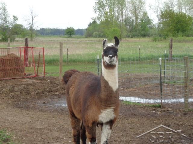 17411 Geddes Road Hemlock, MI 48626 - Photo 29 of 29 Lamar the Llama