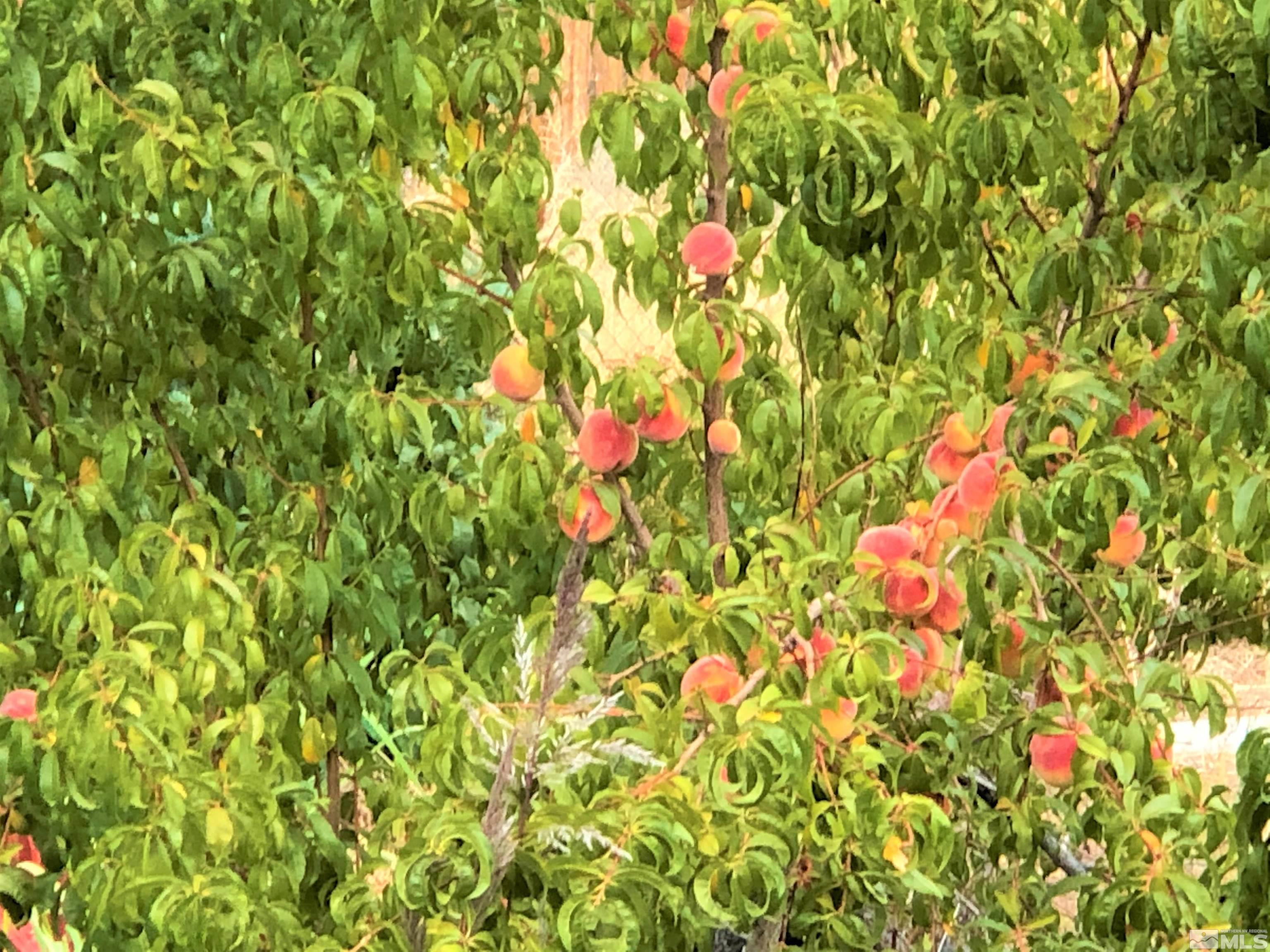 15135 Sylvester Road Reno, NV 89521 - Photo 24 of 34 a backyard of a house with lots of flowers