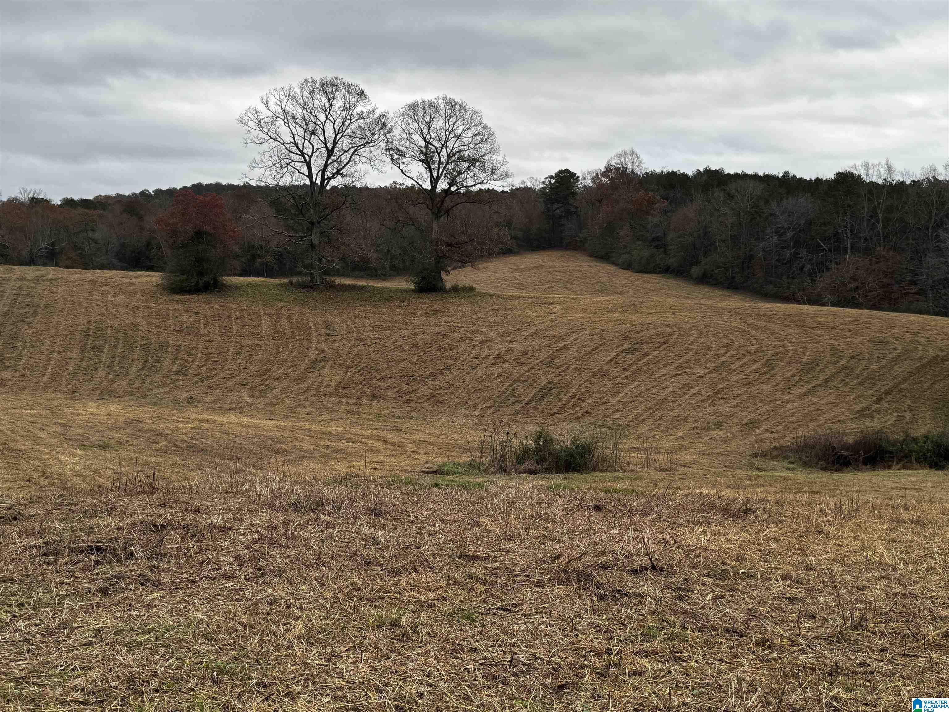 0 Sawmill Road Blountsville, AL 35031 - Photo 1 of 5