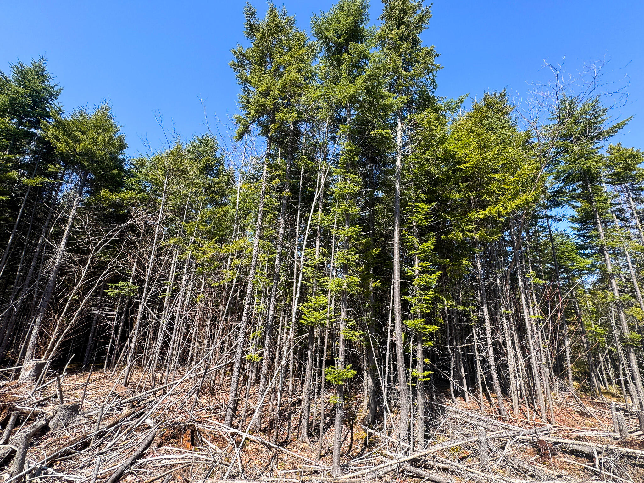 144 Black Water Road Ashland, ME 04732 - Photo 24 of 35 IMG_2663