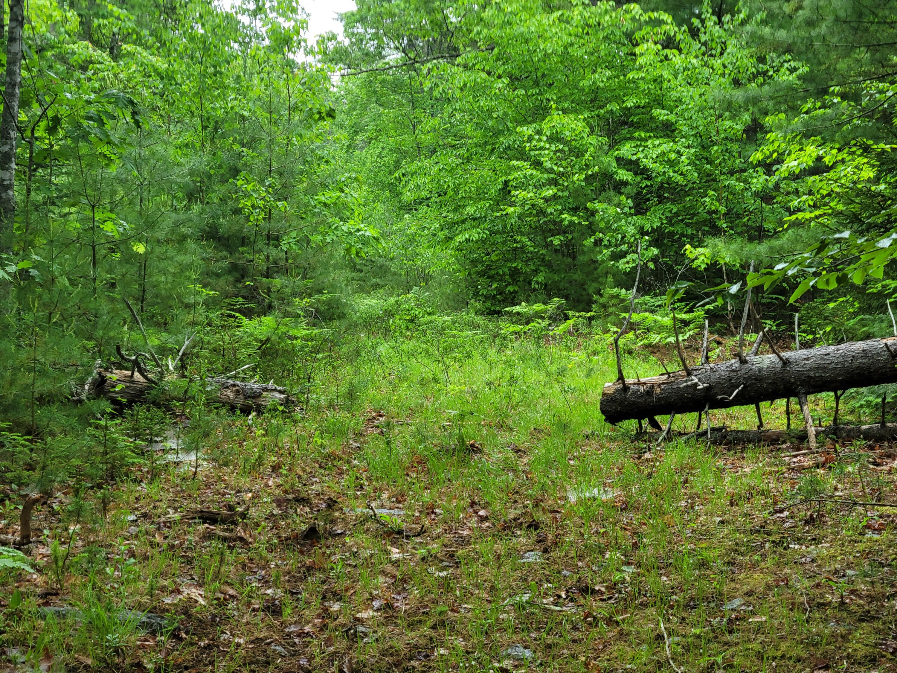 Tbd Grindleville Road Blue Hill, ME 04614 - Photo 16 of 52 Old woods road