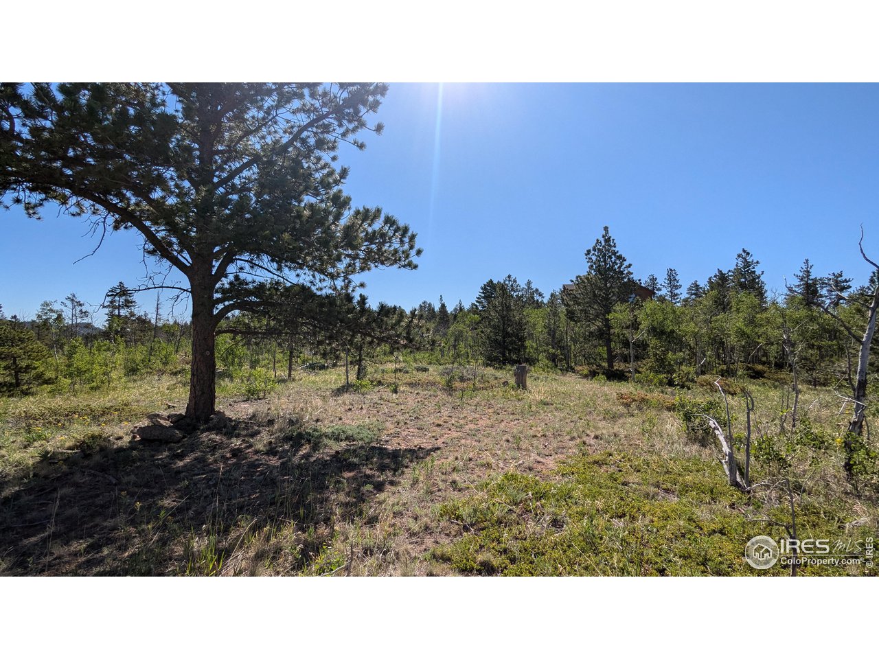 264 Huron Road Red Feather Lakes, CO 80545 - Photo 5 of 16 Gallery Image 5