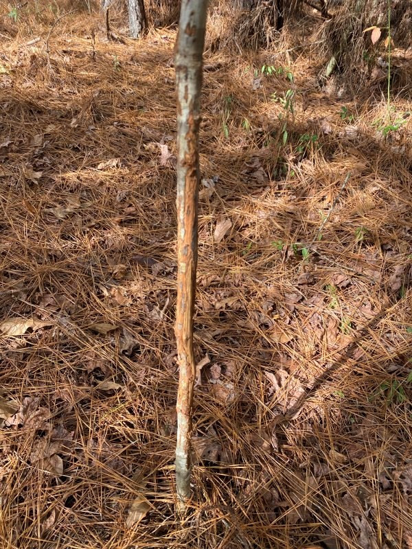 0 Stonewall Road Pinola, MS 39149 - Photo 9 of 14 Photo 9