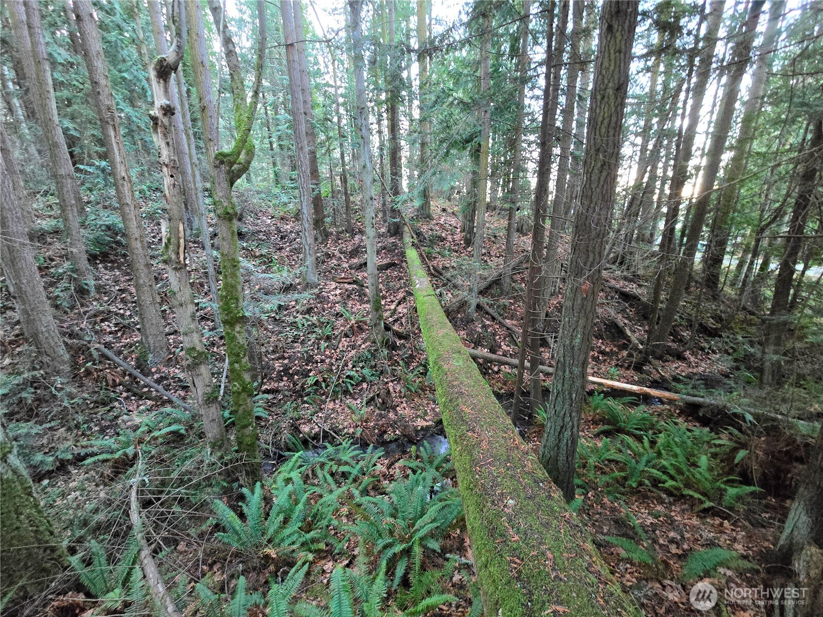 276261 Highway 101 Sequim, WA 98382 - Photo 11 of 33 a big yard with lots of green space