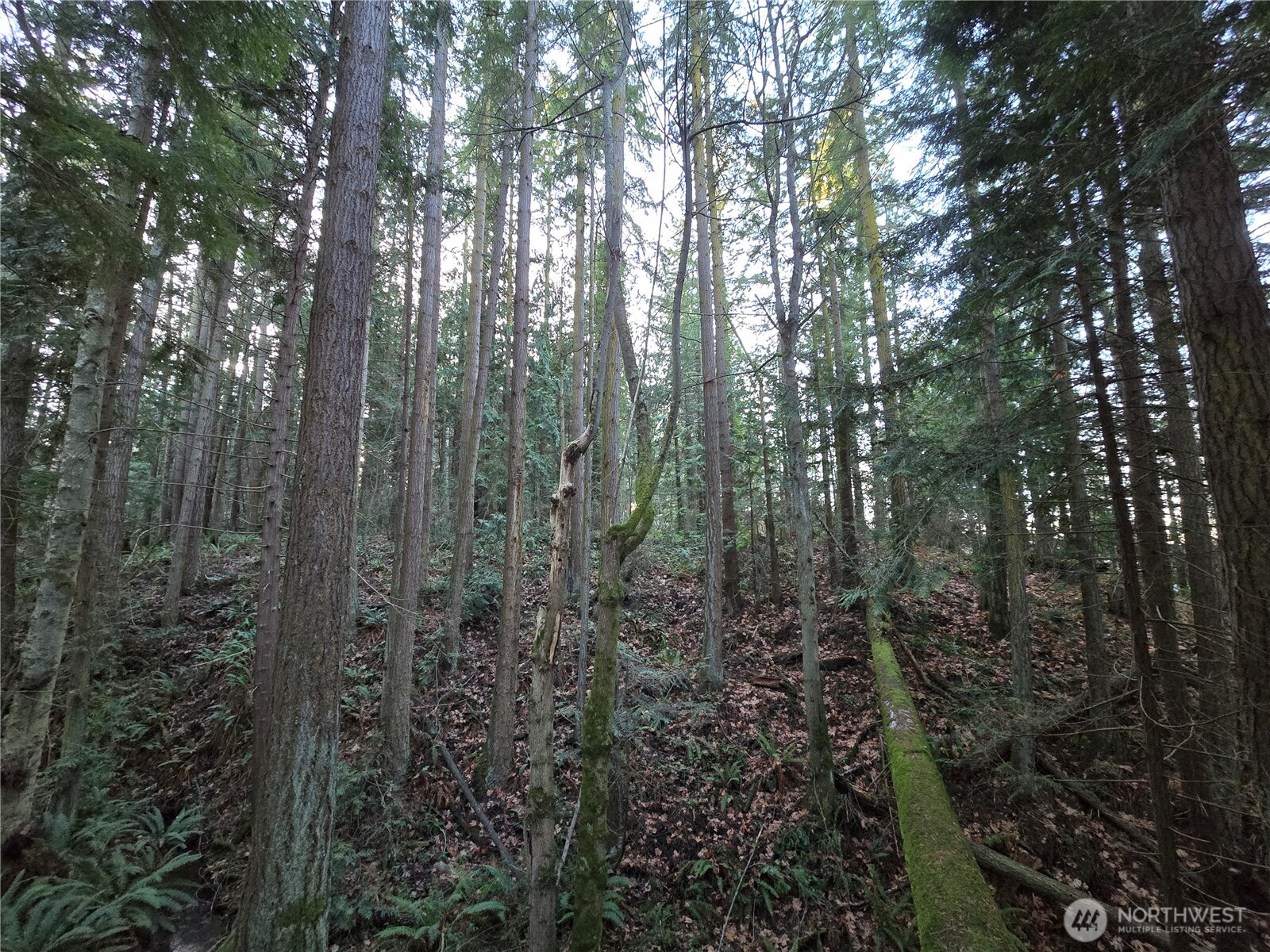 276261 Highway 101 Sequim, WA 98382 - Photo 30 of 33 a view of forest