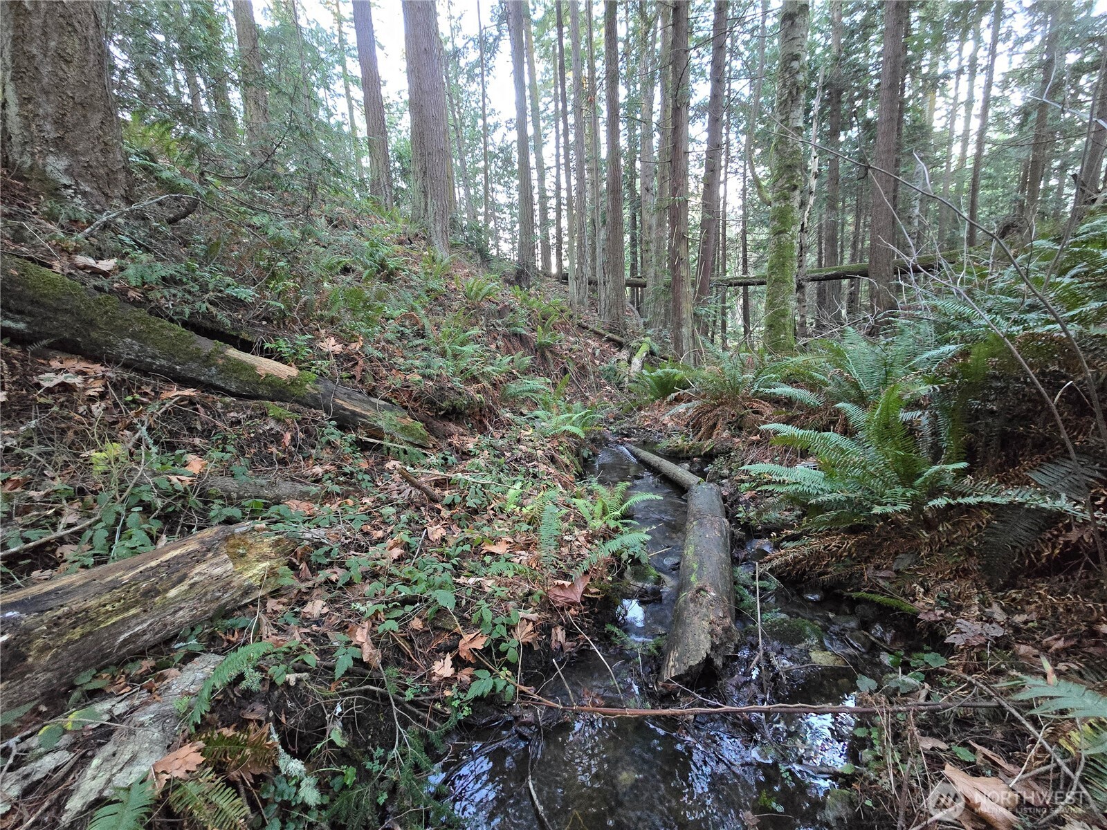 276261 Highway 101 Sequim, WA 98382 - Photo 31 of 33 a view of a forest with trees