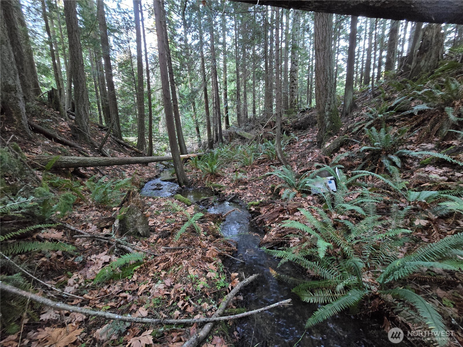 276261 Highway 101 Sequim, WA 98382 - Photo 32 of 33 a view of a forest with lots of trees