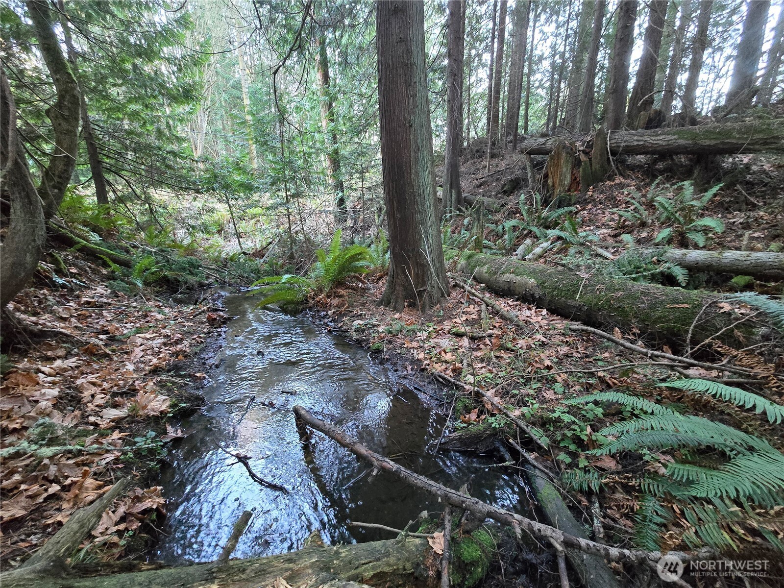 276261 Highway 101 Sequim, WA 98382 - Photo 33 of 33 a view of a forest filled with trees