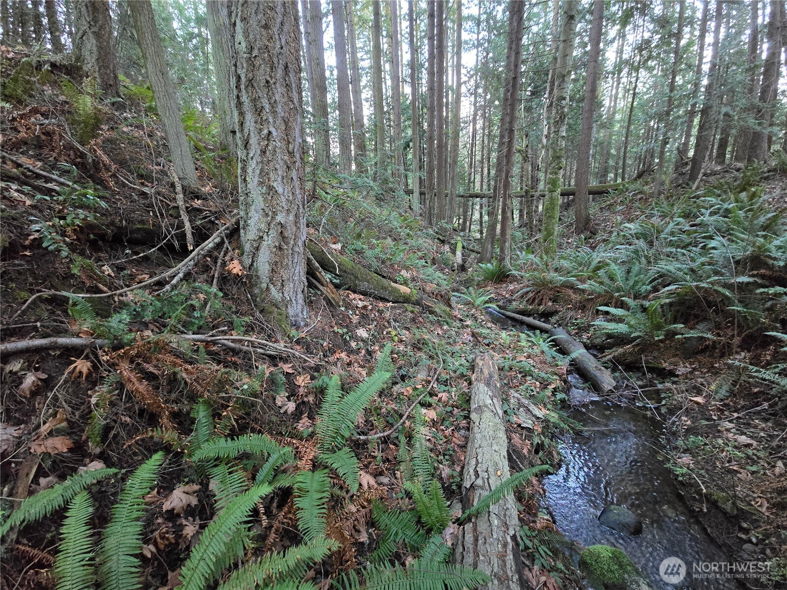 276261 Highway 101 Sequim, WA 98382 - Photo 10 of 33 a view of a forest with trees