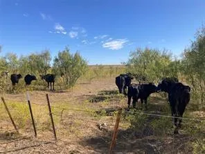 a view of a yard with furniture